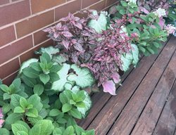 Shade Plant Containers
Garden Design
Calimesa, CA