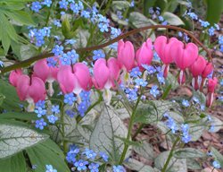 Shade Plant Pairing, Bleeding Heart With Brunnera
Garden Design
Calimesa, CA