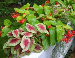 Shade Planter Combination, Caladium With Begonia And Fern
Garden Design
Calimesa, CA