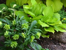 Shade Plants Hosta And Hellebore
Garden Design
Calimesa, CA