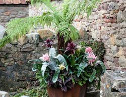 Shade Plants, Shade Container, Bromeliad, Fern, Begonia
Garden Design
Calimesa, CA