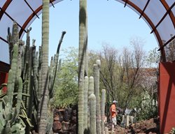  Shade Structure, Succulents, Desert Botanical Garden
Debra Lee Baldwin
San Diego, CA