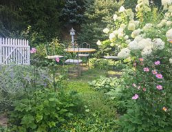Shaded Lawn Area
Garden Design
Calimesa, CA