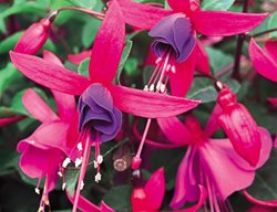Shadow Dancers 'marcia' Fuchsia, Fuchsia Hybrid
Proven Winners
Sycamore, IL