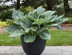 Shadowland Diamond Lake Hosta
Proven Winners
Sycamore, IL