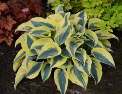 Shadowland
Garden Design
Calimesa, CA