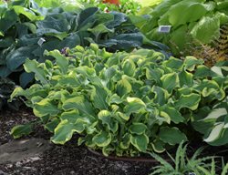 Shadowland Hosta Wheee, Hosta Plant, Shade Plant
Proven Winners
Sycamore, IL