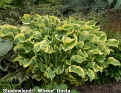 Shadowland Wheee
Garden Design
Calimesa, CA