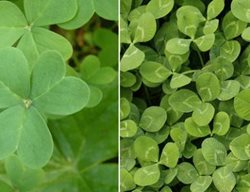 Shamrock
Garden Design
Calimesa, CA