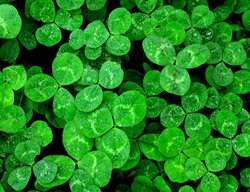 Shamrock, Shamrock Plant, Green Leaves
Shutterstock.com
New York, NY