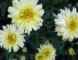 Shasta Daisy, Leucanthemum Goldfinch
Plant Paradise Country Gardens
Caledon, ON