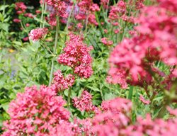 Shay
Garden Design
Calimesa, CA