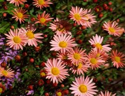 Sheffield Pink Mum, Chrysanthemum Morifolium
Avant Gardens
Dartmouth, MA