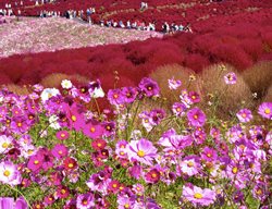 Shin-K
Garden Design
Calimesa, CA