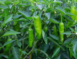 Shishito Pepper Plant, Shishito Peppers, Japanese Peppers
Shutterstock.com
New York, NY