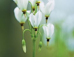 Shooting Star, Dodecatheon Meadia
Garden Design
Calimesa, CA