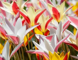 Shop For Bulbs, Corms & Tubers
Garden Design
Calimesa, CA