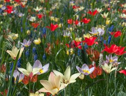 Shop For Bulbs, Corms & Tubers
Garden Design
Calimesa, CA