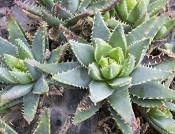 Short-Leaved Aloe, Aloe Brevifolia
Shutterstock.com
New York, NY