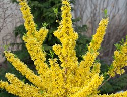 Show Off Forsythia, Forsythia Intermedia, Yellow Flowers
Proven Winners
Sycamore, IL