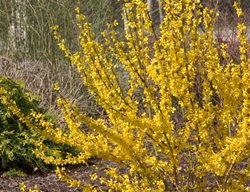 Show Off Forsythia, Forsythia X Intermedia
Proven Winners
Sycamore, IL