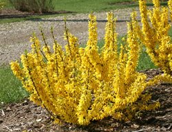 Show Off Sugar Baby Forsythia, Dwarf Flowering Shrub, Yellow Flowers
Proven Winners
Sycamore, IL