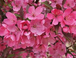 Show Time Crabapple Flowers, Malus 'shotizam', Pink Flowering Tree
Spring Meadow Nursery
Grand Haven, MI