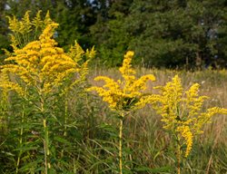 Showy Goldenrod, Solidago Speciosa
Alamy Stock Photo
Brooklyn, NY
