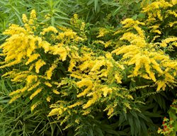 Showy Goldenrod, Solidago Speciosa
Garden Design
Calimesa, CA