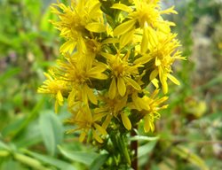 Showy Goldenrod, Yellow Flower
Shutterstock.com
New York, NY