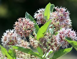 Showy Milkweed, Asclepias Speciose
Shutterstock.com
New York, NY
