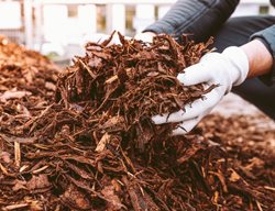 Shredded Bark Mulch
Shutterstock.com
New York, NY