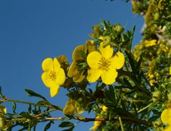 Shrubby Cinquefoil, Potentilla Fruticose
Creative Commons
