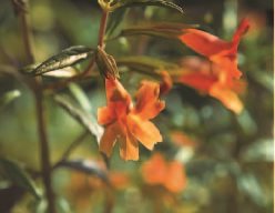 Shrubby Monkey Flower
Garden Design
Calimesa, CA