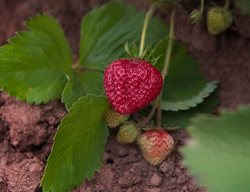 Shuksan Strawberry, Strawberry Plant
Oregon Strawberries
Portland, OR