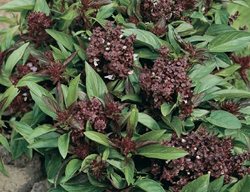 Siam Queen Basil, Thai Basil
All-America Selections
Downers Grove, IL