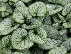 Siberian Bugloss, Brunnera Macrophylla
Shutterstock.com
New York, NY
