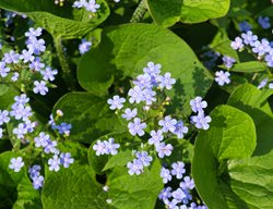 Siberian Bugloss, Brunnera Macrophylla
Shutterstock.com
New York, NY