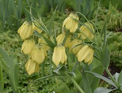 Siberian Fritillaria, Fritillaria Pallidiflora
Shutterstock.com
New York, NY