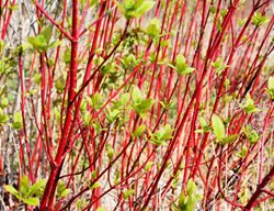 Siberica Tatarian Dogwood, Cornus Alba
Shutterstock.com
New York, NY