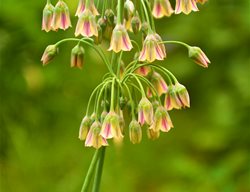 Sicilian Honey Garlic, Nectarscordum Siculum
Garden Design
Calimesa, CA