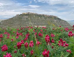 Sicily Tour
Garden Design
Calimesa, CA