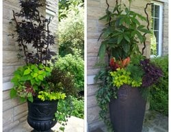 Side By Side Planters Of Color And Drama
Candace Mallette Landscape & Garden Design
Ottawa, ON