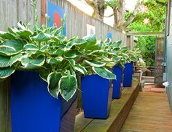 Side Yard With Bright Blue Containers, Hostas In Pots
Garden Design
Calimesa, CA