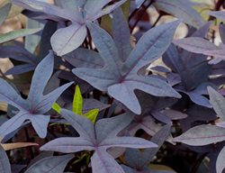 Sidekick Black Ipomoea, Sweet Potato Vine
Alamy Stock Photo
Brooklyn, NY