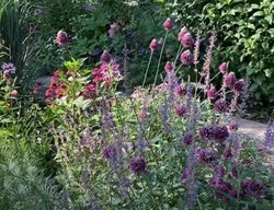 Sidewalk Garden
Garden Design
Calimesa, CA