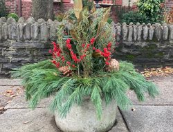 Sidewalk Holiday Planter
Garden Design
Calimesa, CA