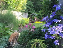 Sideyard With Stepping Stone Pathway
Candace Mallette Landscape & Garden Design
Ottawa, ON