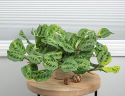 Siesta Say Grace Prayer Plant, Maranta Hybrid
Proven Winners
Sycamore, IL