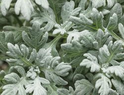Silber Bullet 
Garden Design
Calimesa, CA